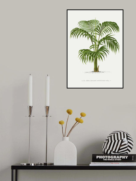 Kentia Vii Poster och Canvastavla