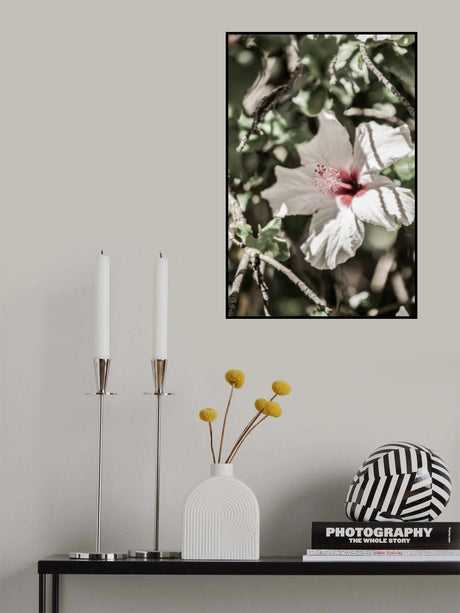 Pale Pink Hibiscus Poster och Canvastavla