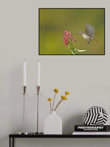 Sunbird Poster och Canvastavla