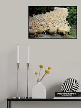 New Zealand traffic jam Poster och Canvastavla