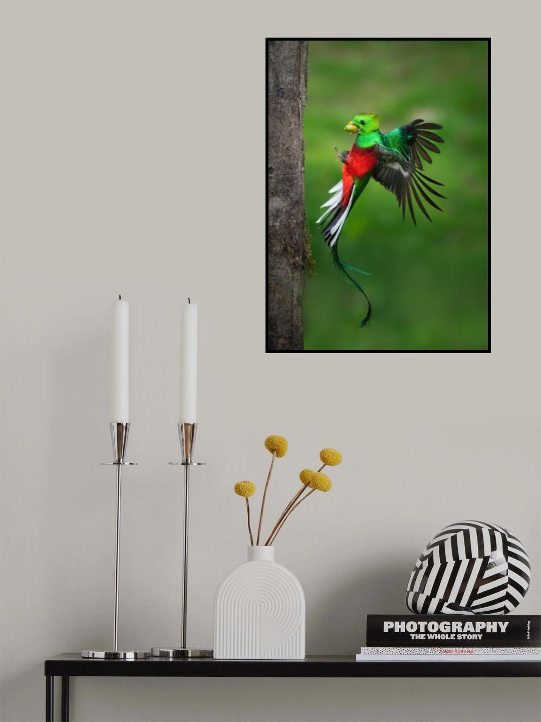 Father's Day Legend from Resplendent Quetzal Poster och Canvastavla