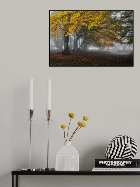 Forest with fog Poster och Canvastavla