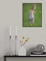 Cheetah Poster och Canvastavla