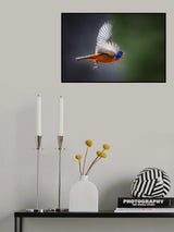 Vibrant Wings Poster och Canvastavla