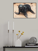 Baby seal Poster och Canvastavla