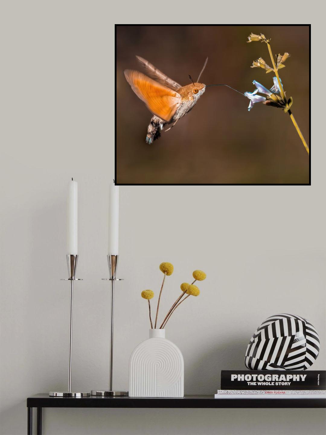 ORANGISH Poster och Canvastavla