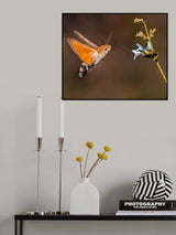 ORANGISH Poster och Canvastavla