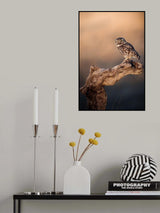 Little owl Poster och Canvastavla
