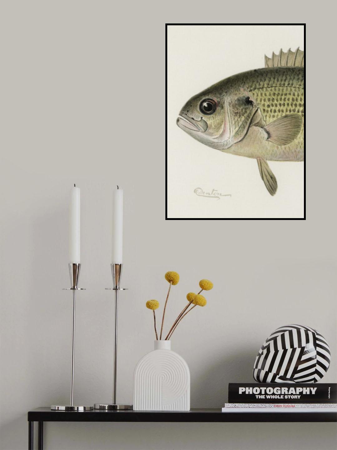 Rock Bass Crop Poster och Canvastavla