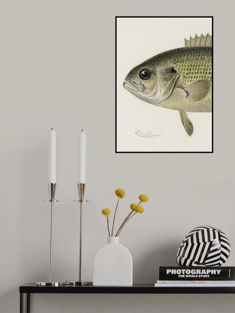 Rock Bass Crop Poster och Canvastavla