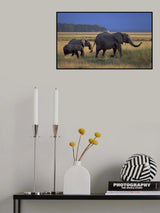 Morning walk Poster och Canvastavla