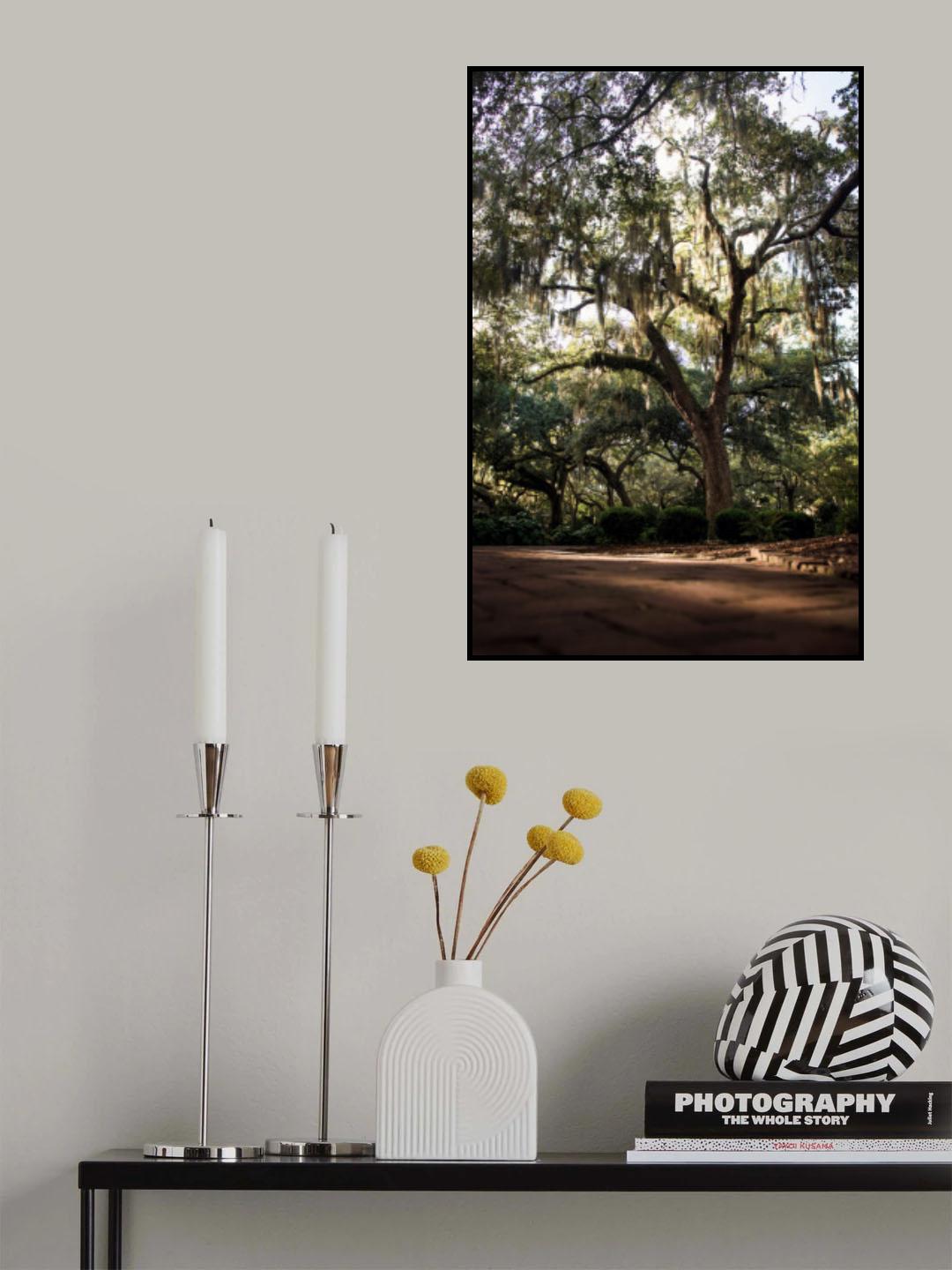 Oaks in Savannah Poster och Canvastavla