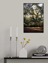 Oaks in Savannah Poster och Canvastavla