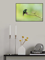 Thorntail Poster och Canvastavla