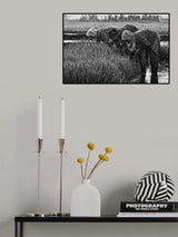 some mothers are weeding the rice Poster och Canvastavla
