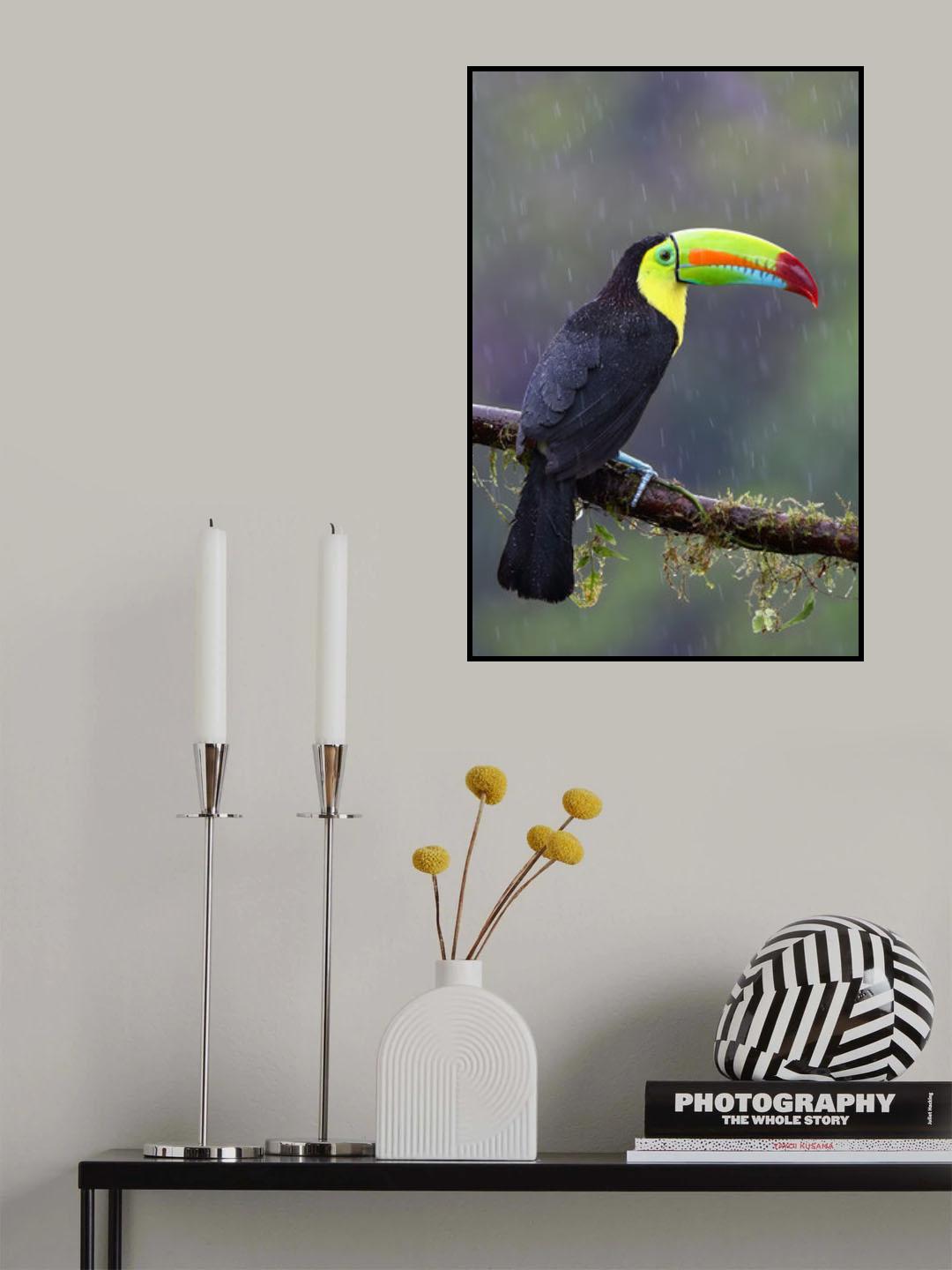 Keel-billed Toucan - Costa Rica Poster och Canvastavla