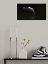 Night heron Poster och Canvastavla