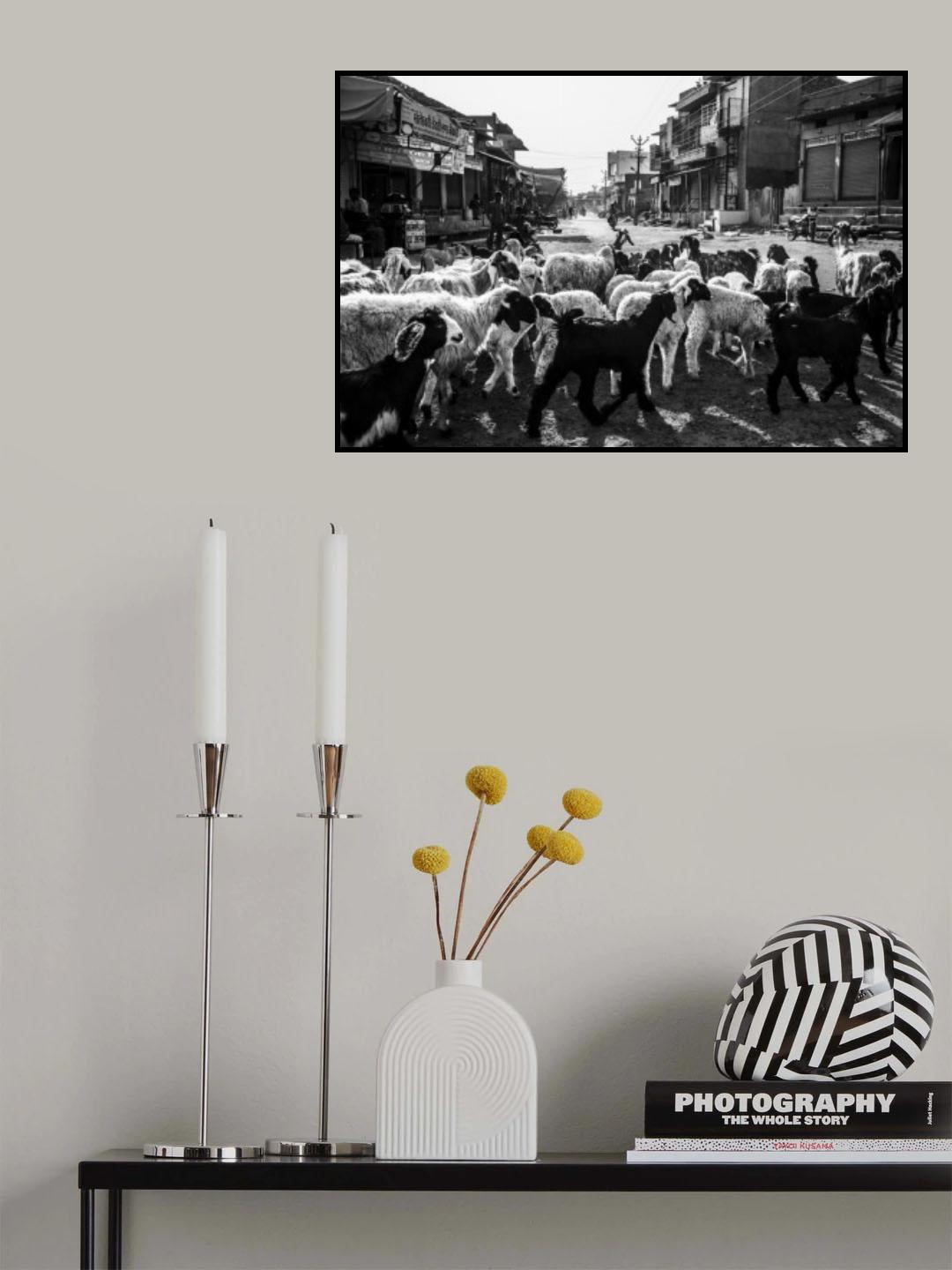 A Flock of Sheep in Rohet Village Poster och Canvastavla