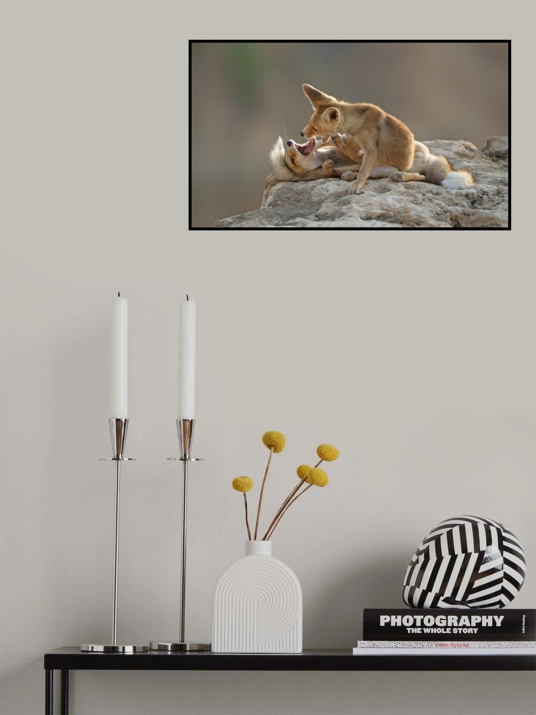 Play of Foxes Poster och Canvastavla