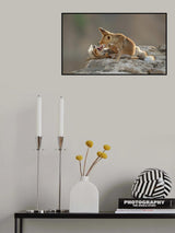 Play of Foxes Poster och Canvastavla