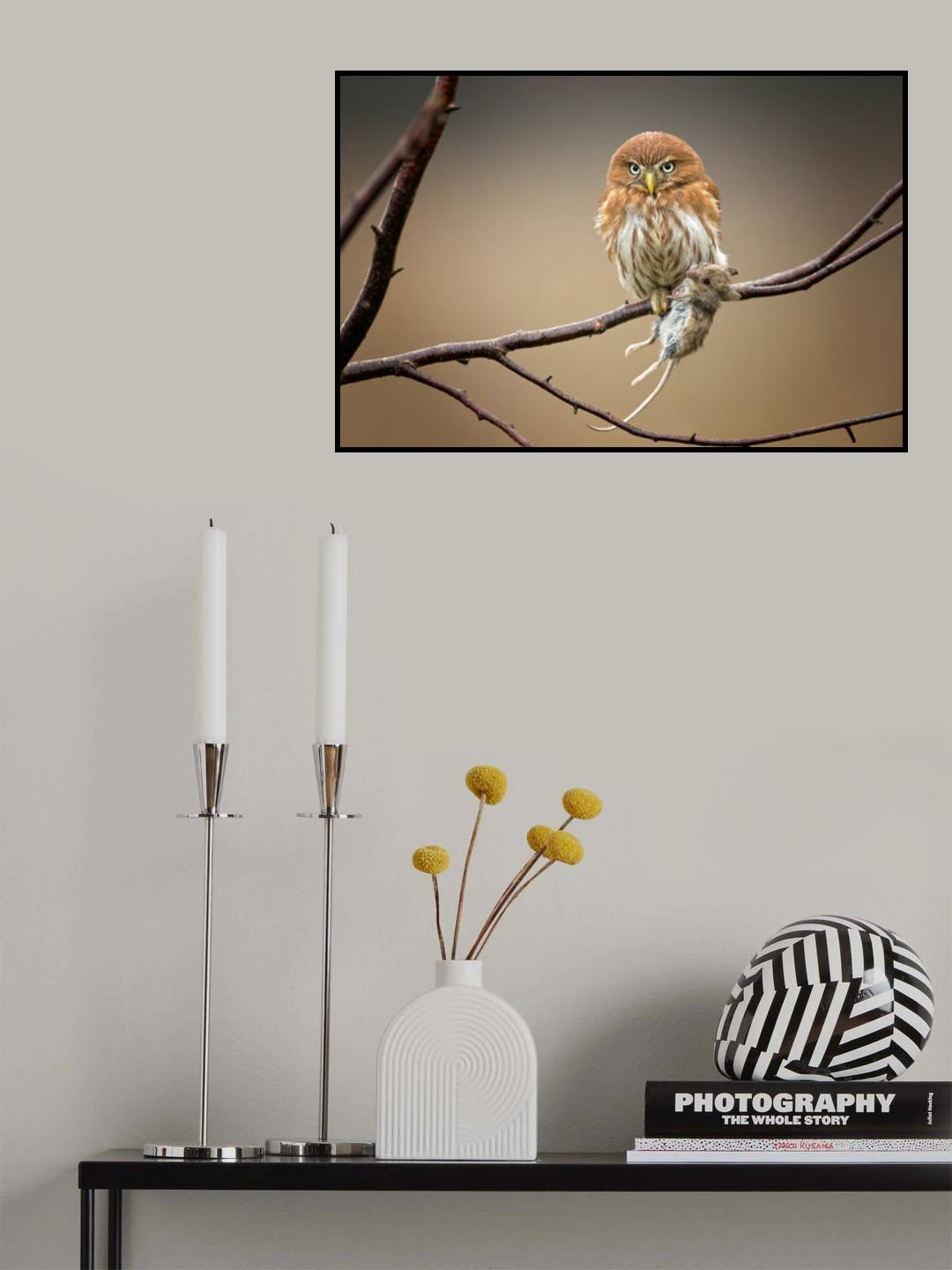 Ferruginous Pygmy Owl Poster och Canvastavla
