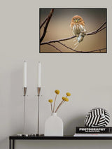 Ferruginous Pygmy Owl Poster och Canvastavla