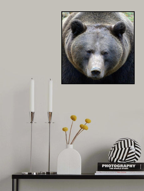 The Bear's look Poster och Canvastavla