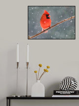 Mr. Cardinal in the snow Poster och Canvastavla