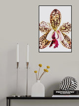 Coral Orchid Poster och Canvastavla