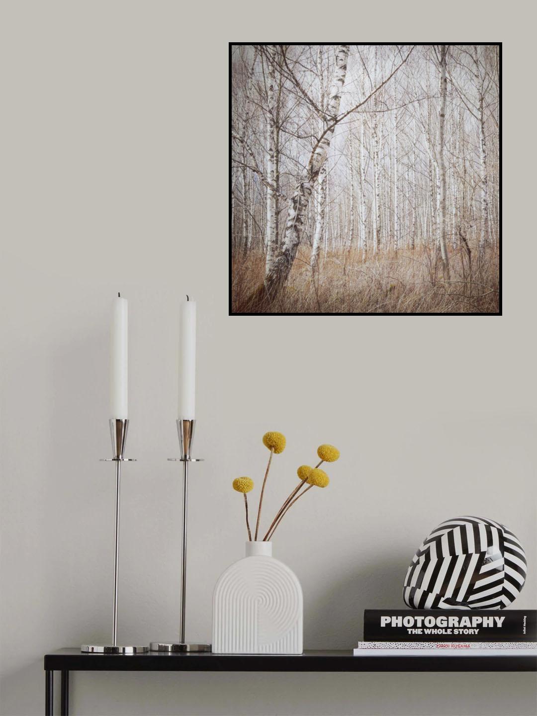 birch forest Poster och Canvastavla