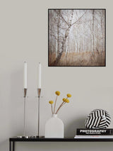 birch forest Poster och Canvastavla