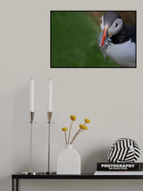 Busy Catch Poster och Canvastavla