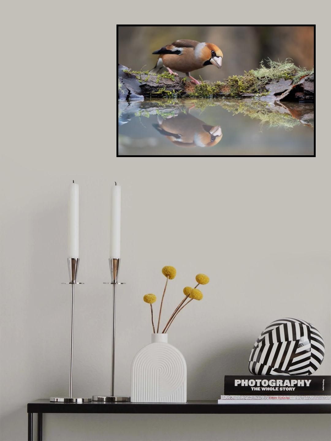 Narcissus Poster och Canvastavla