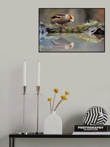 Narcissus Poster och Canvastavla
