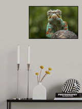 the chameleon Poster och Canvastavla