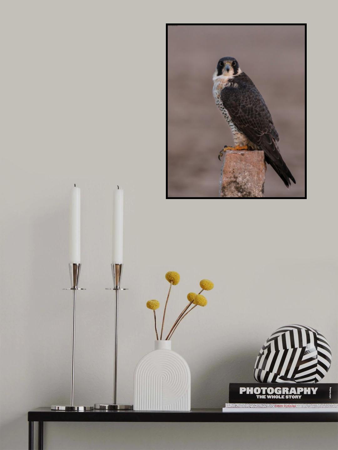 Peregrine falcon Poster och Canvastavla