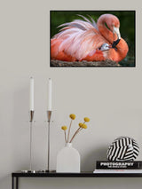 Flamingo mom with her chick Poster och Canvastavla