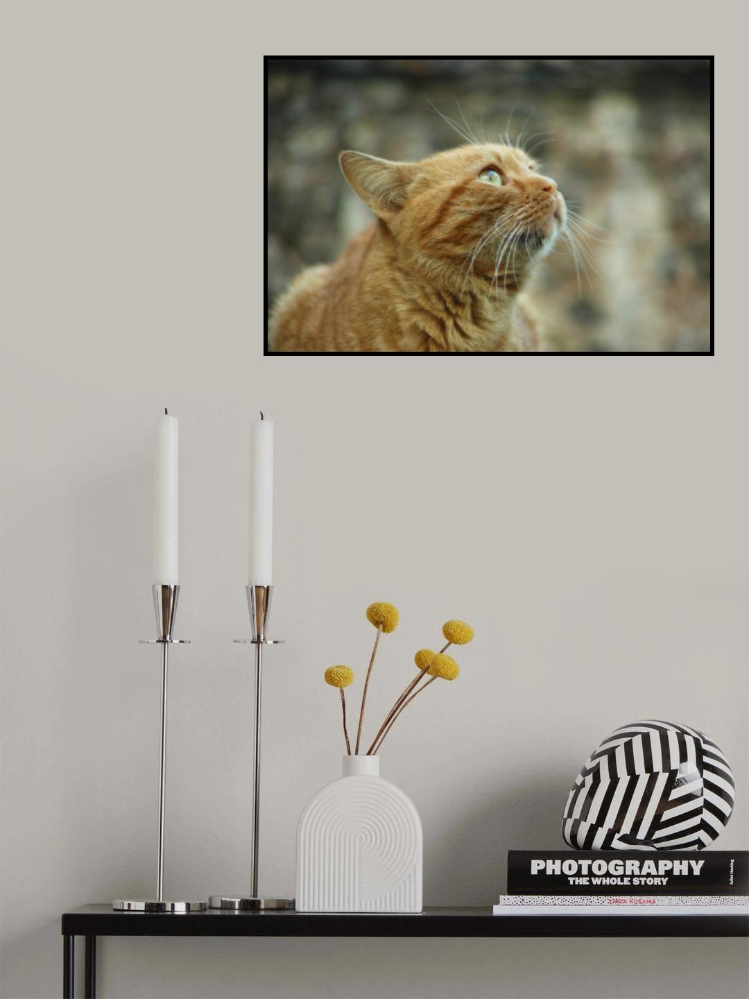 ginger cat Poster och Canvastavla