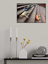 Siesta Poster och Canvastavla