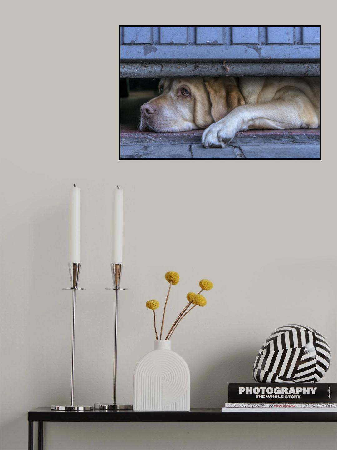 Street watcher Poster och Canvastavla