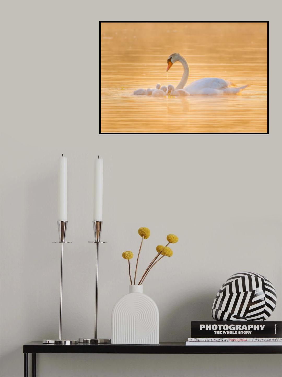 Swan Mother And Her Babies Poster och Canvastavla