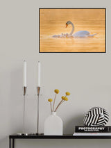 Swan Mother And Her Babies Poster och Canvastavla