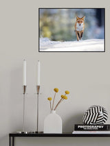 Red fox Poster och Canvastavla