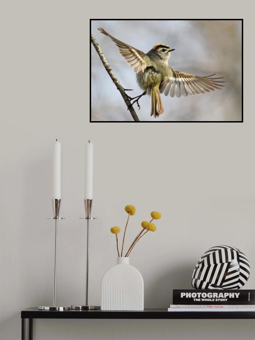 Golden-crowned-Kinglet Poster och Canvastavla