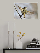 Golden-crowned-Kinglet Poster och Canvastavla