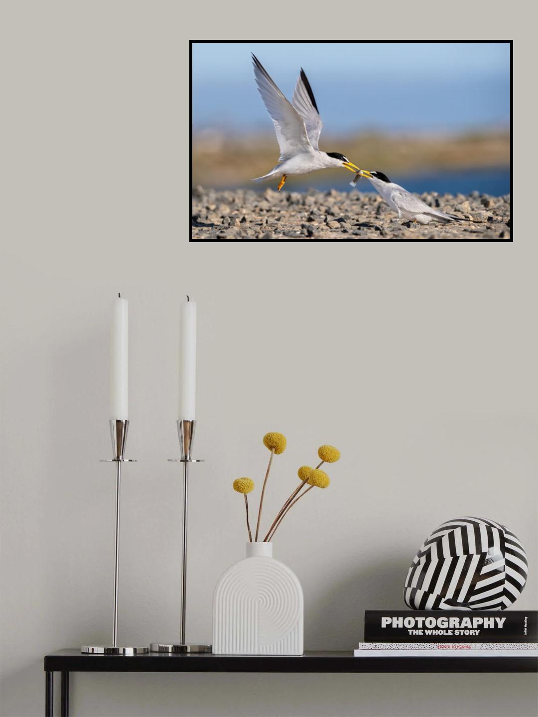 California least tern food exchange Poster och Canvastavla