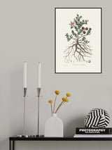 Rhatany (krameria Triandrea) Medical Botany Poster och Canvastavla