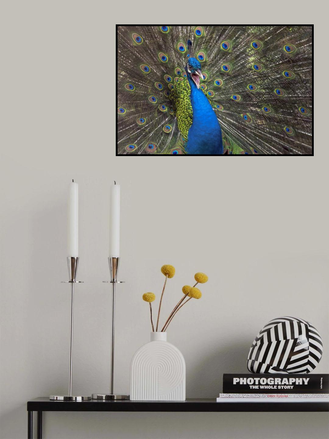 Indian peafowl Poster och Canvastavla