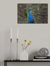 Indian peafowl Poster och Canvastavla