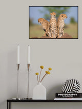 Cheetah Malaika and Her Two Boys Poster och Canvastavla